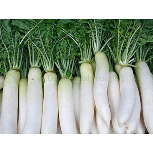 Củ cải - Dalat Natural Foods - Công Ty Cổ Phần Chế Biến Thực Phẩm Đà Lạt Tự Nhiên